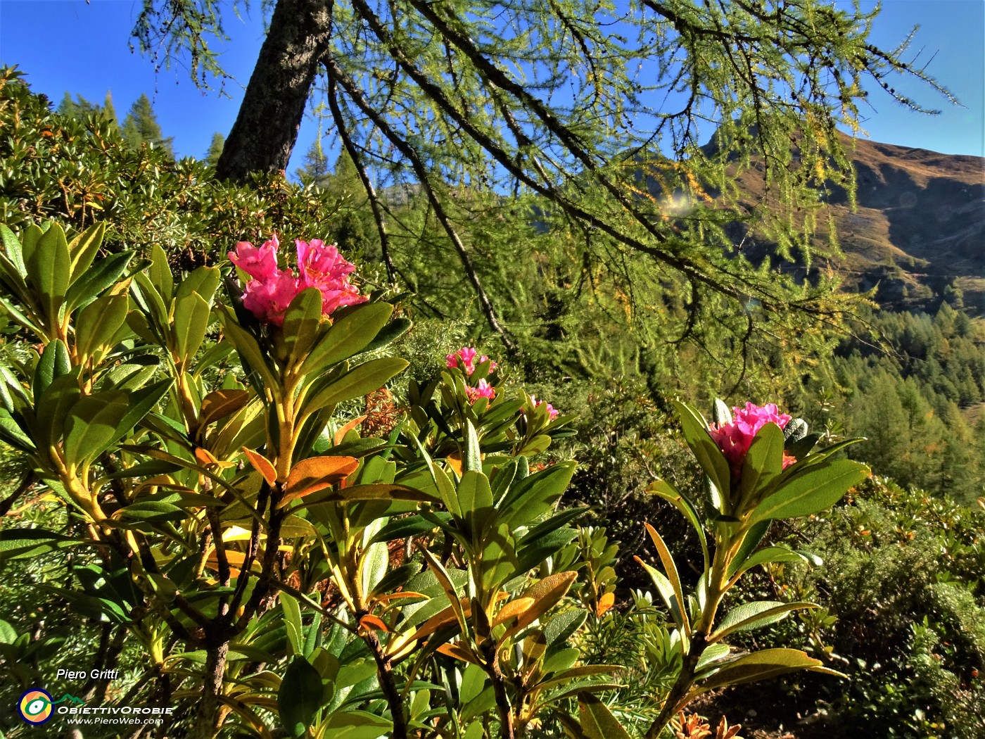 21 Rododendri ancora fioriti ad ottobre !.JPG